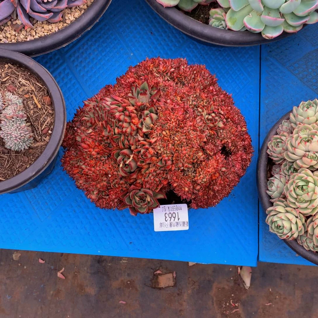 小****1663乌木缀化