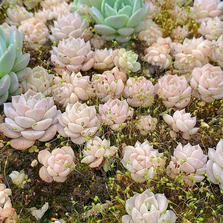 153 多肉植物盆栽花卉植物