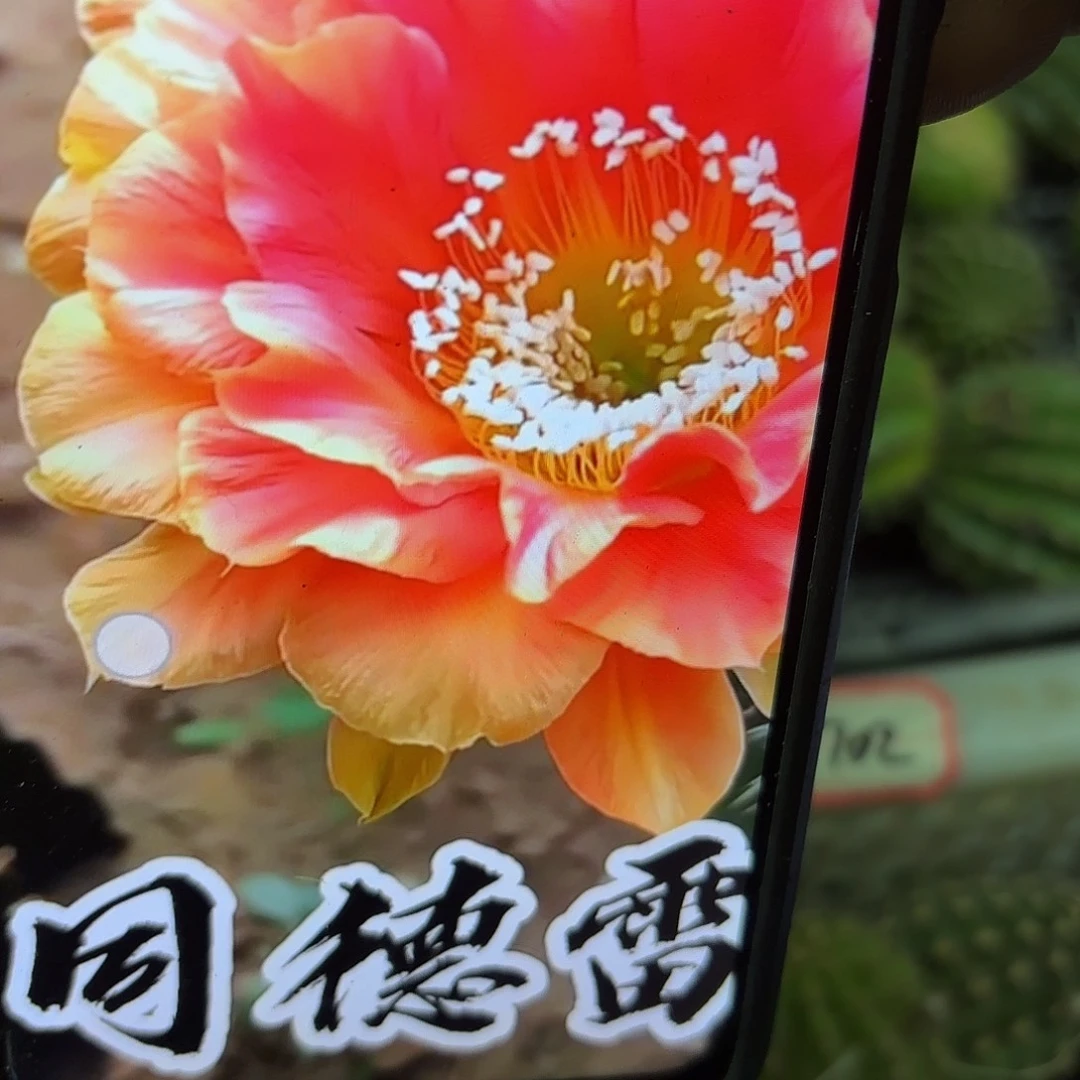 同德雷哦彩侧牙20包邮仙人球36