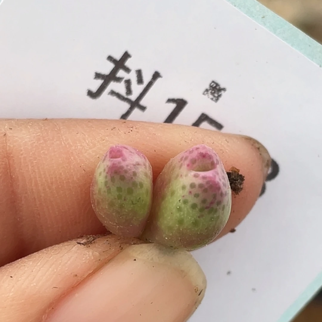 15-3草莓斑马肉锥