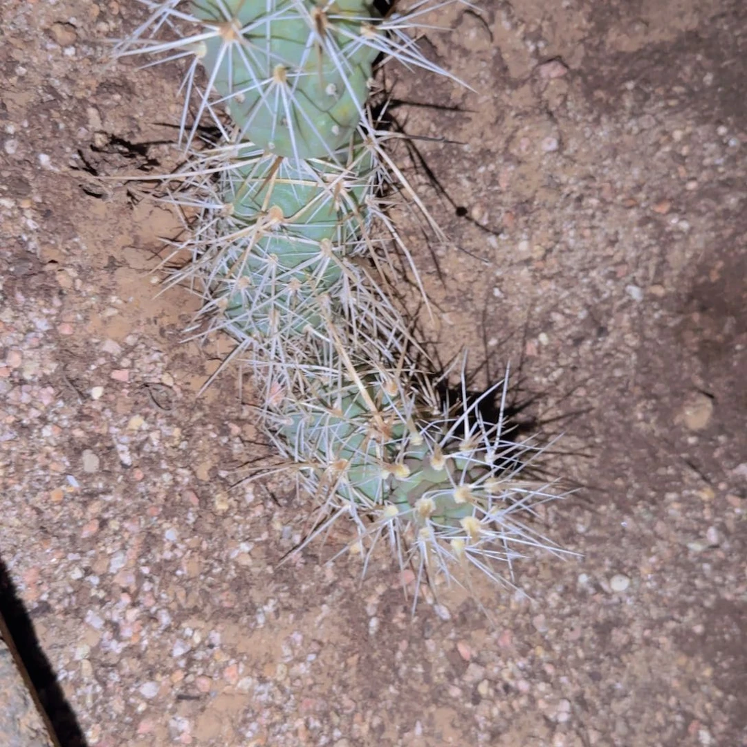 ****迪块根植物块根植物