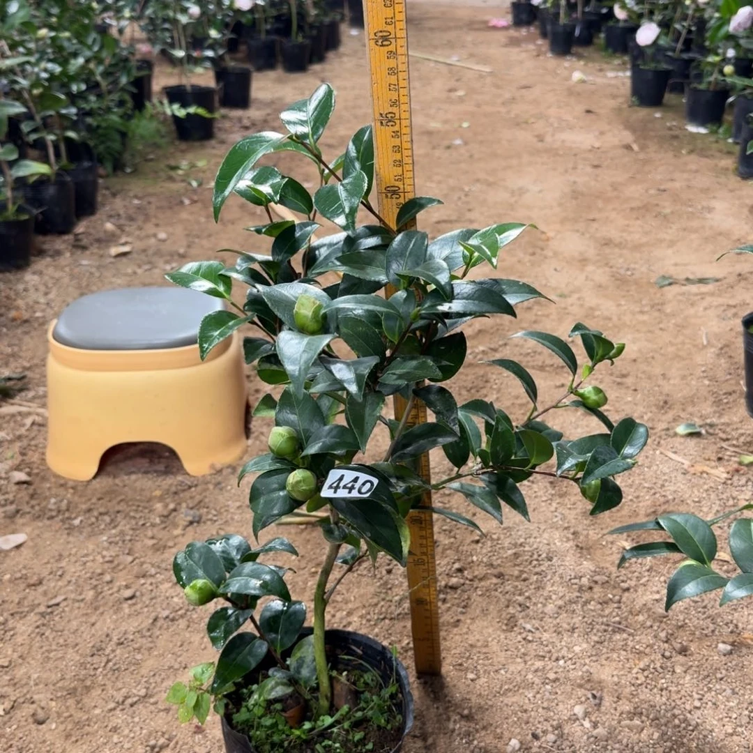 少量花朵（建议范围：2朵-5朵 或40%以下）440志愿者