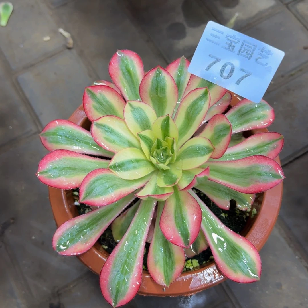 柠*ᶜ多肉植物707寄养