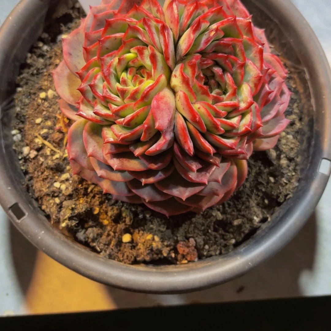 ?**?丽娟花卉精品双心