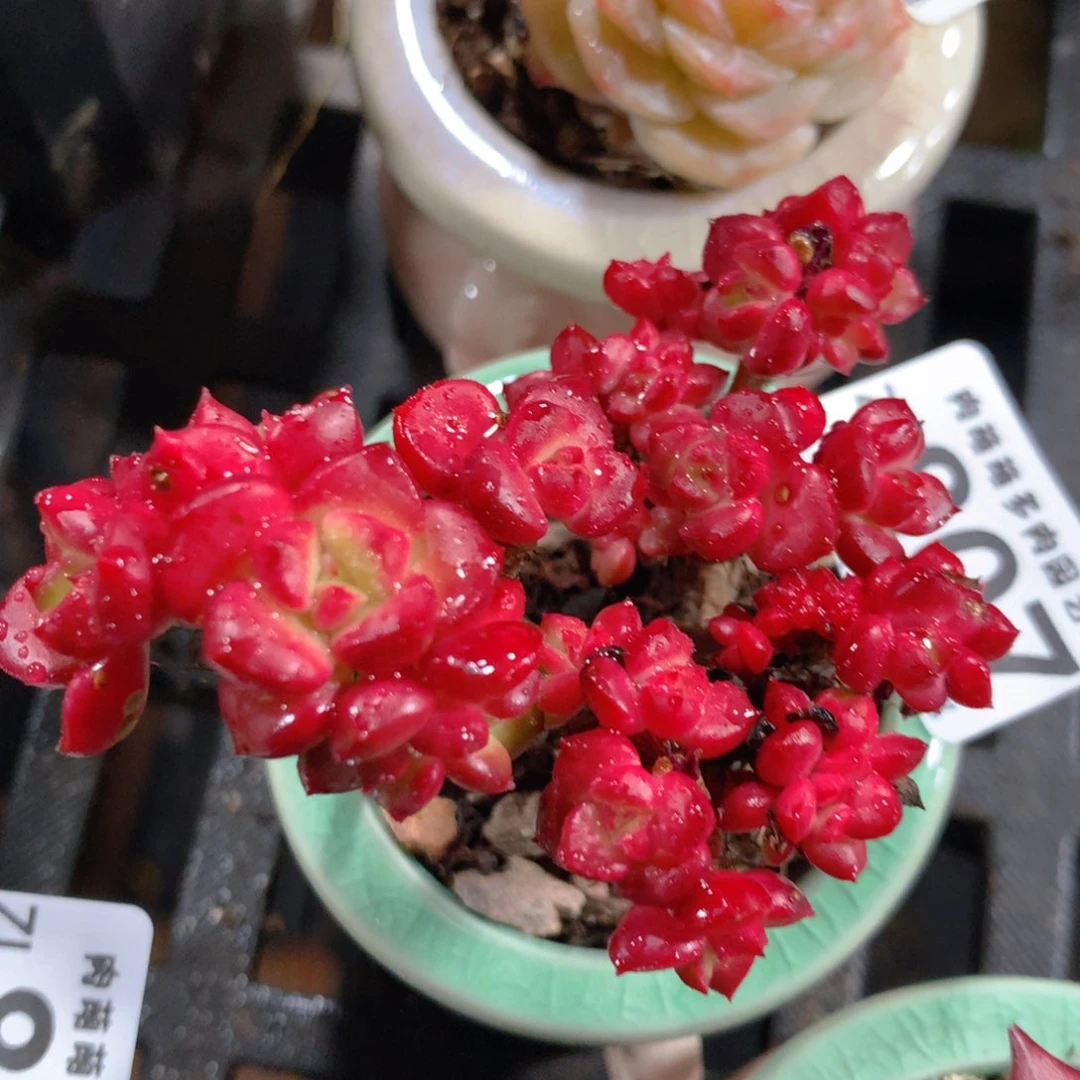 5CM拇指盆精控多肉ZL807