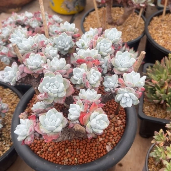 投**剑第五天啦～谢谢哥