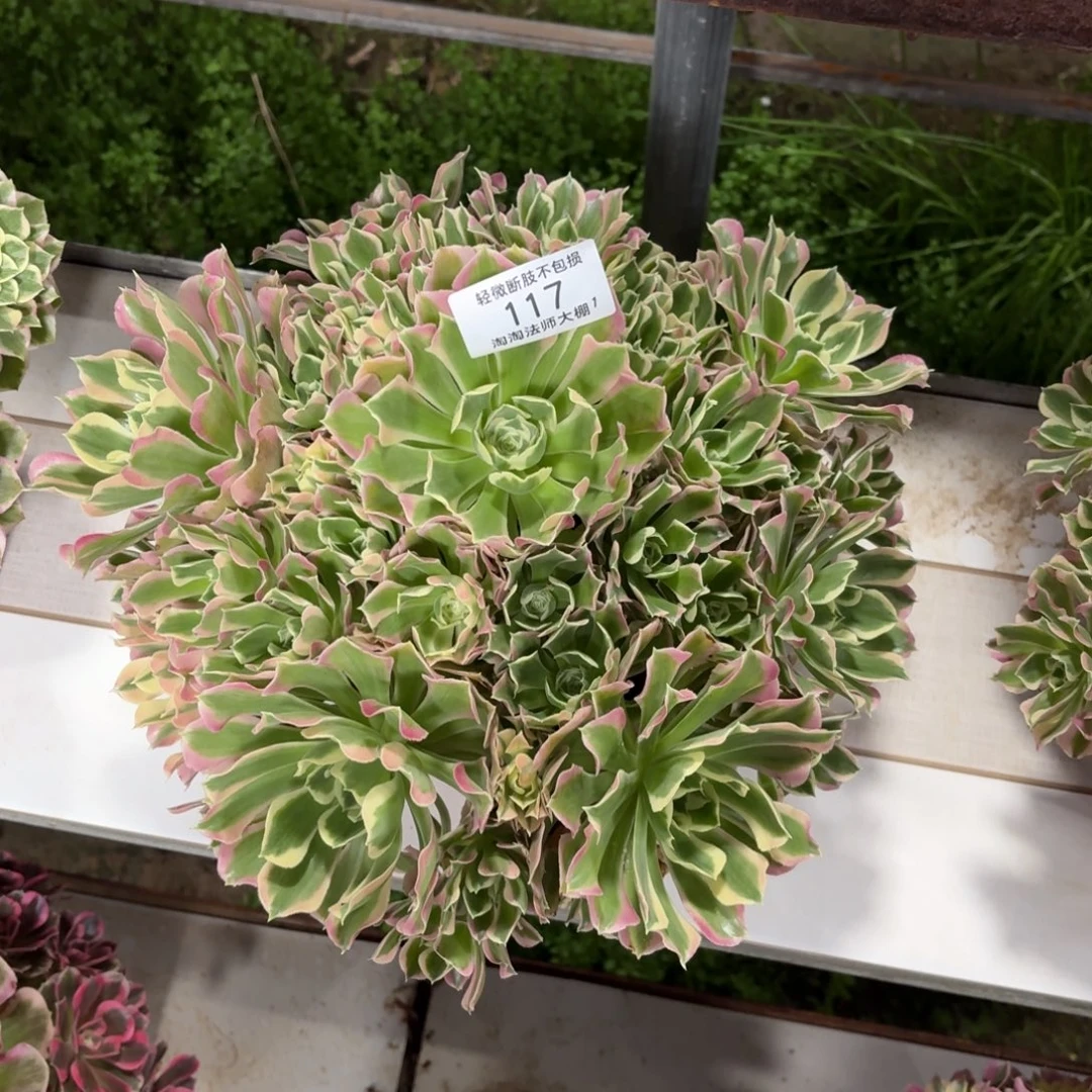 117雨花石多肉植物法师