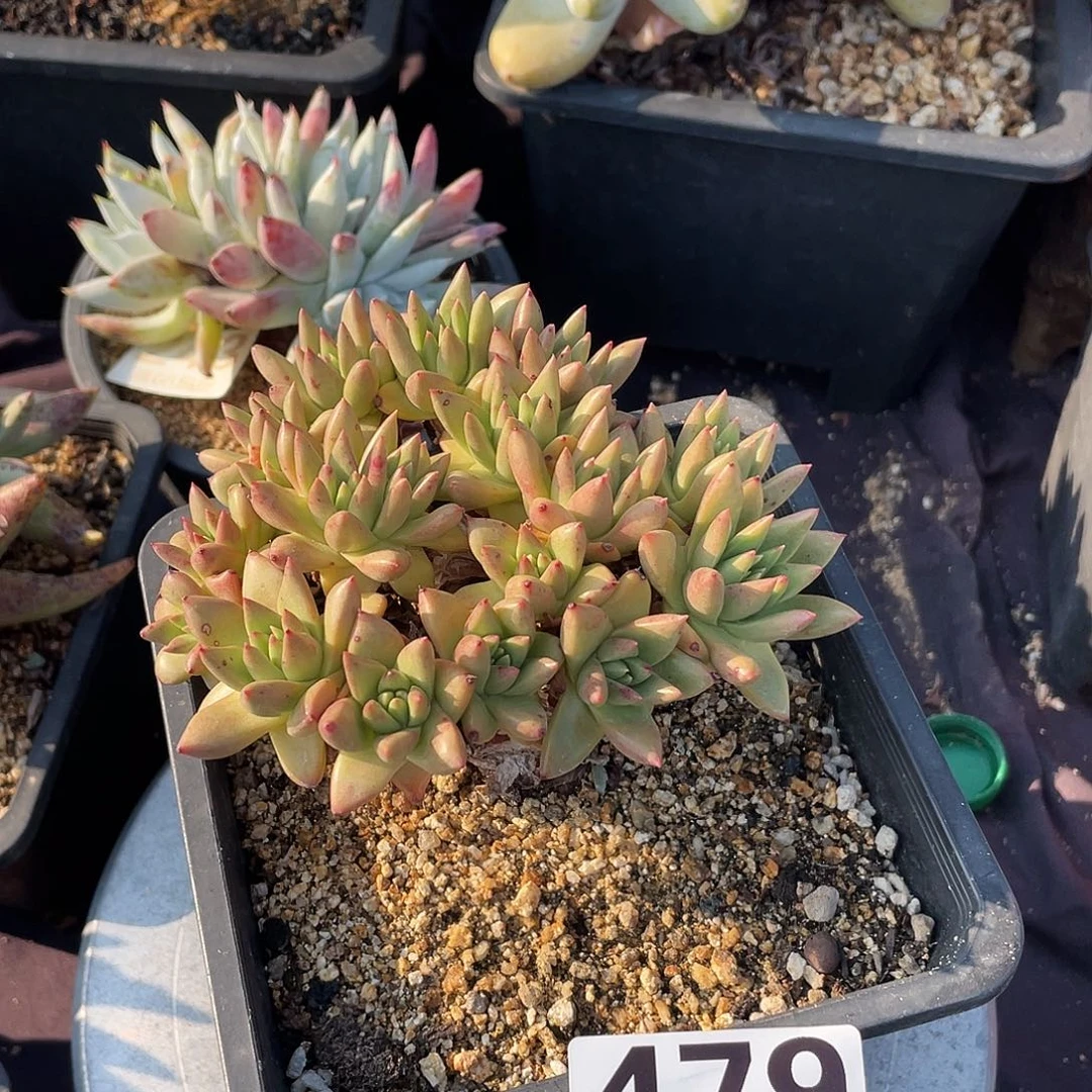 绿菊仙女杯仙女杯呀