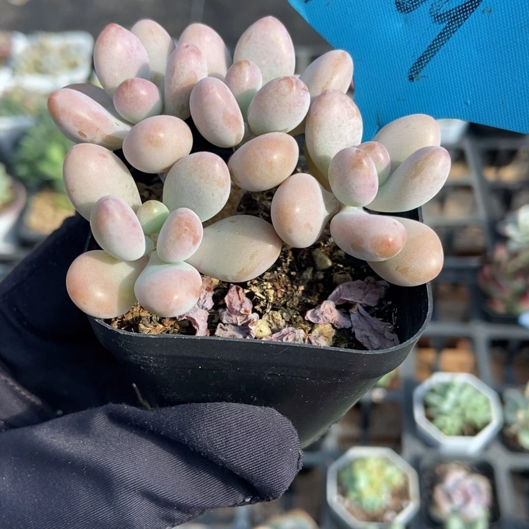 1009桃蛋多肉植物
