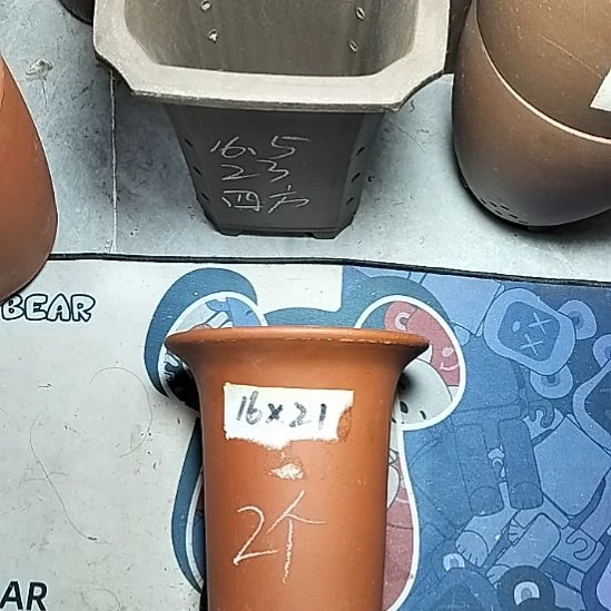 小红兰花两个微瑕