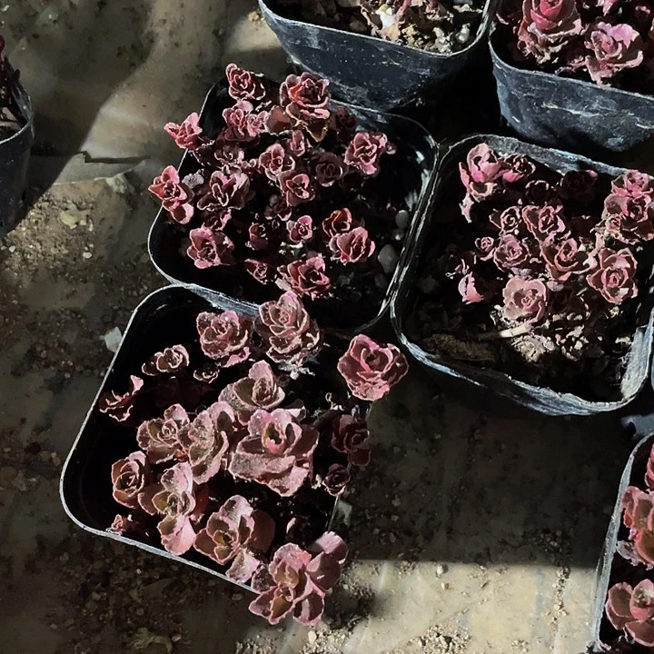 小球玫瑰2.8带哦土