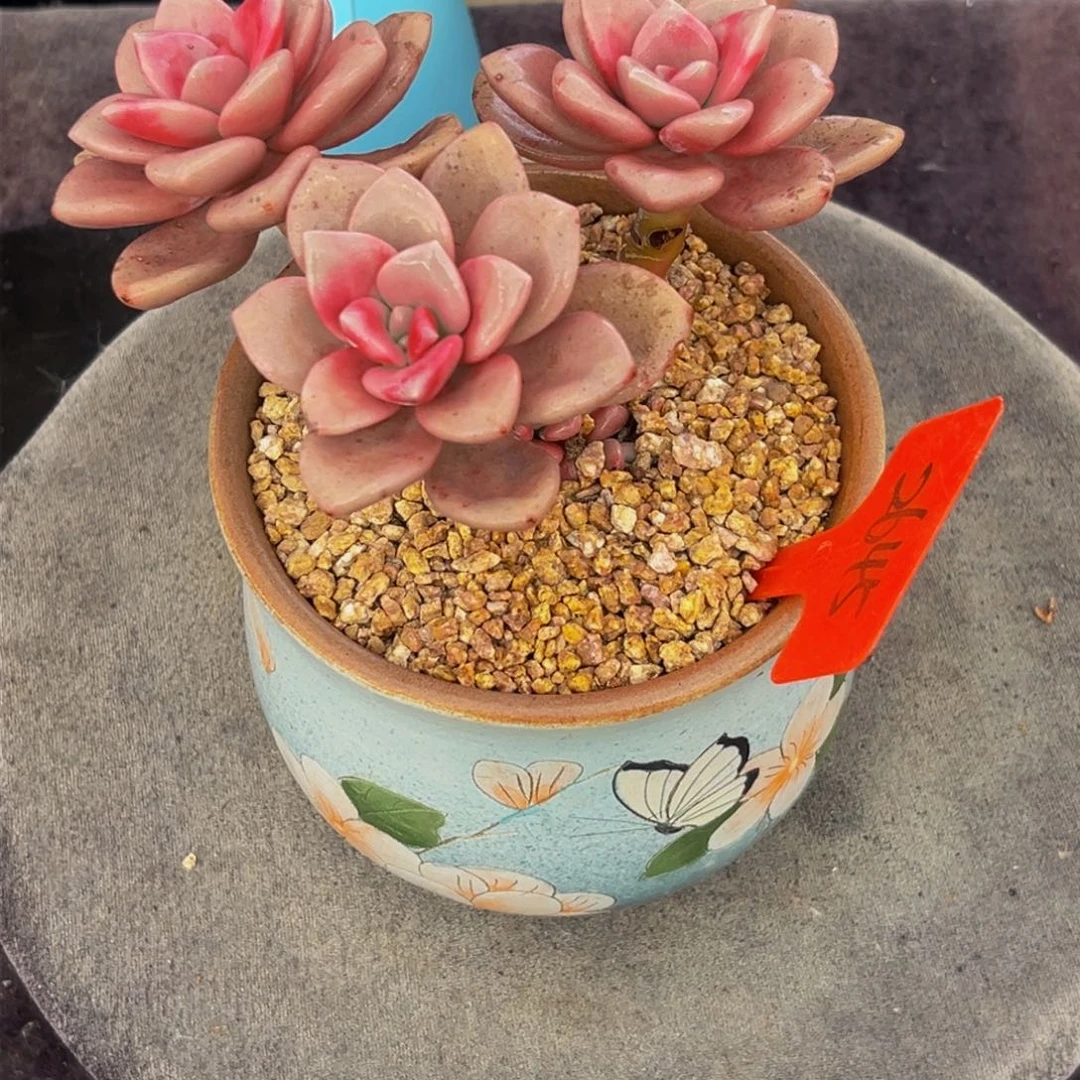 2645下午多肉植物群生