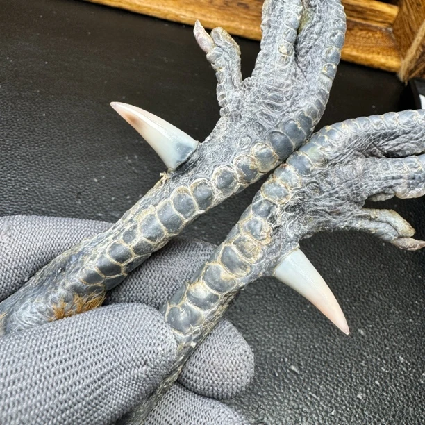 文玩鸡爪骨手把件（一对乌鸡骨  处理好十天左右发货）