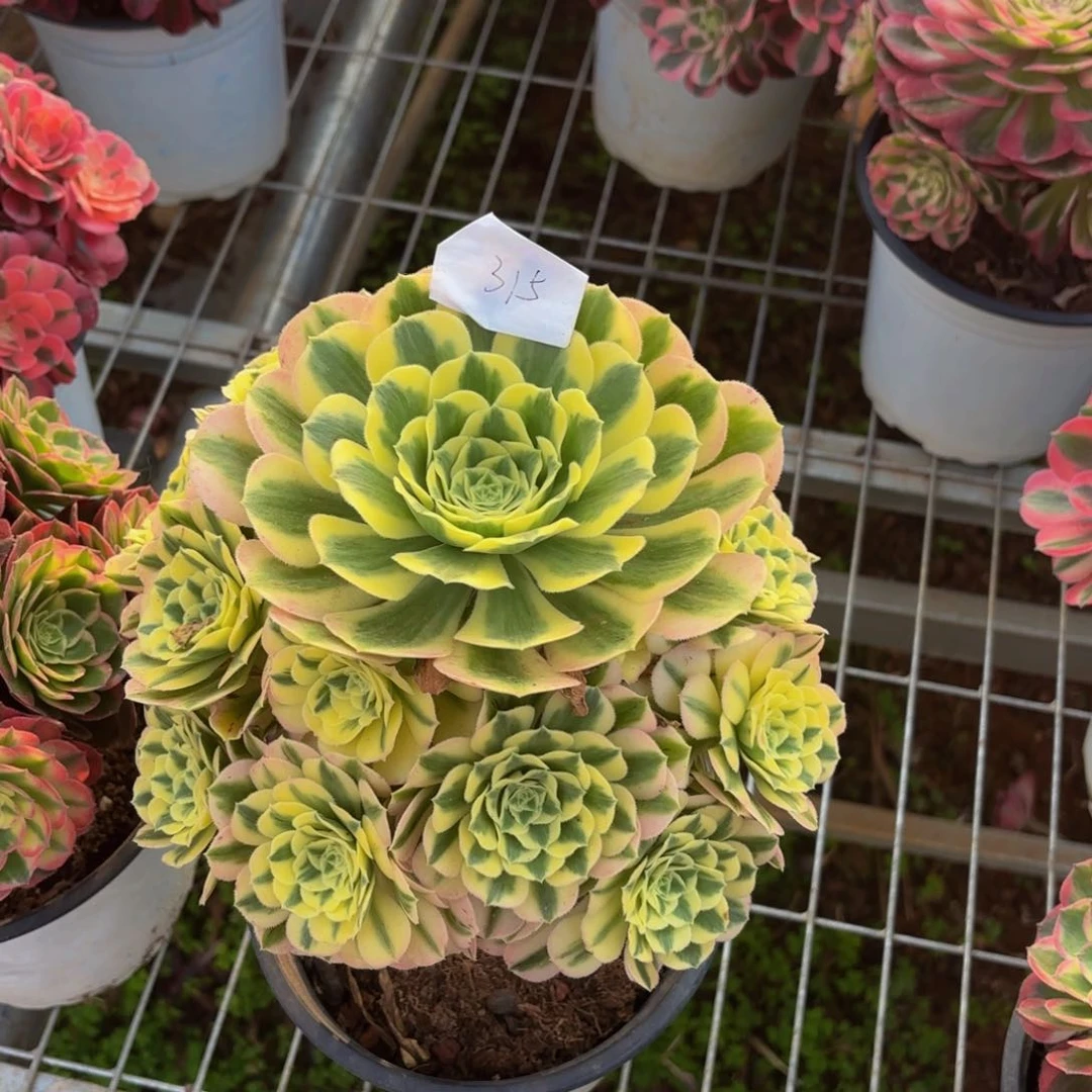 云南迈巴赫好看，315号