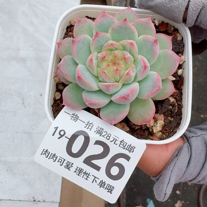 优选珍妮多肉多肉无盆土发货多