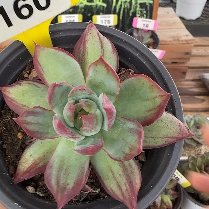 160 惊鸿仙子多肉植物