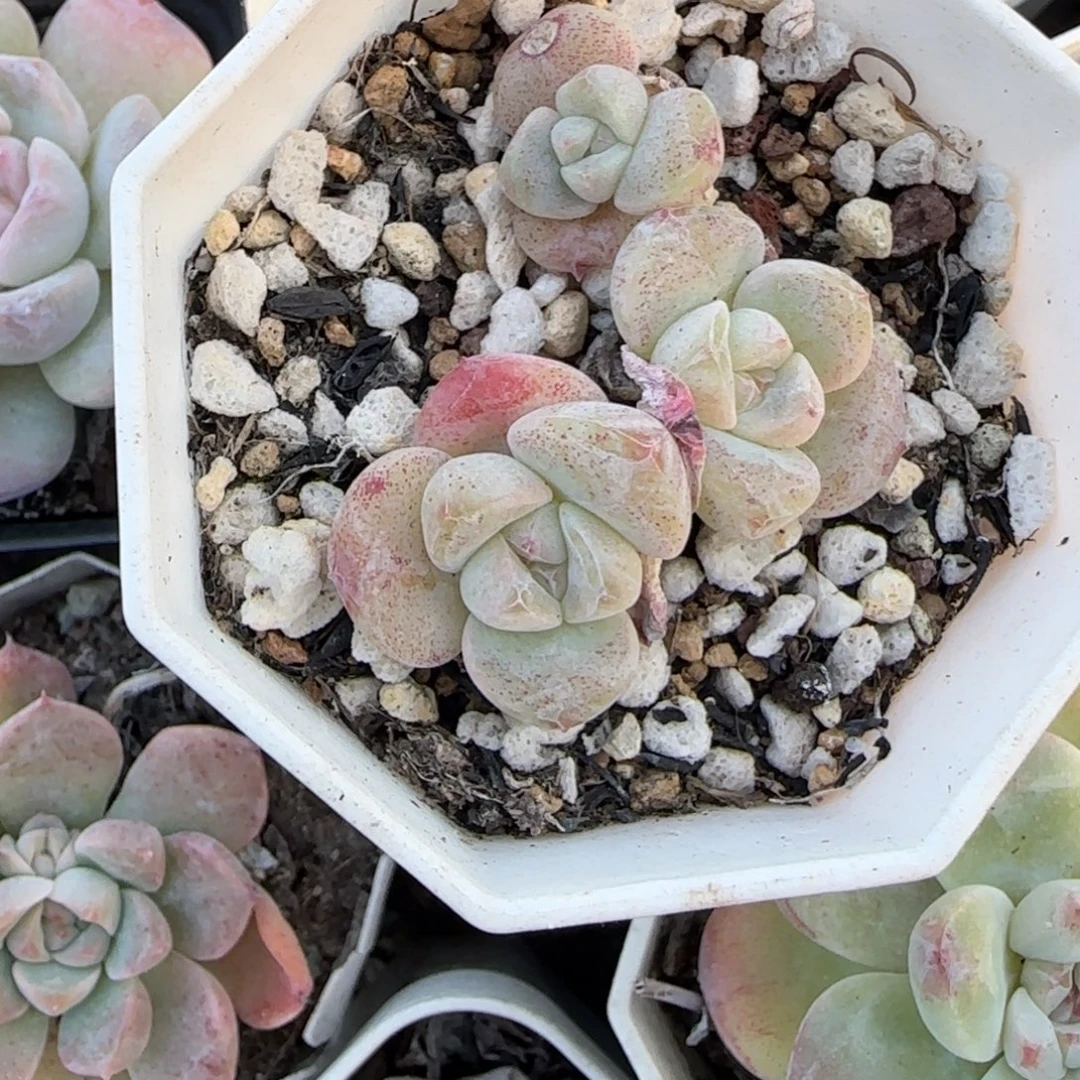 小卡拉米糖心一物一拍