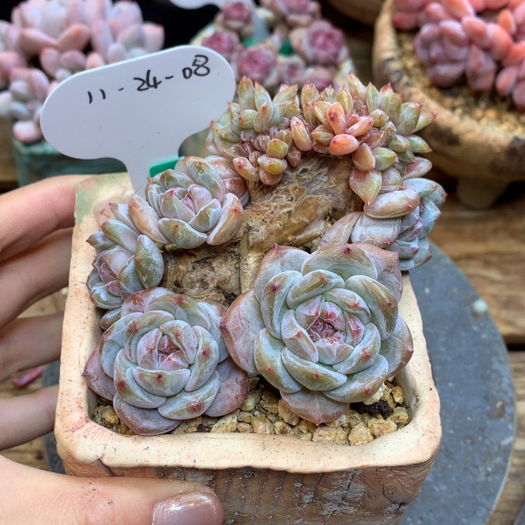 2408 星影缀 老桩