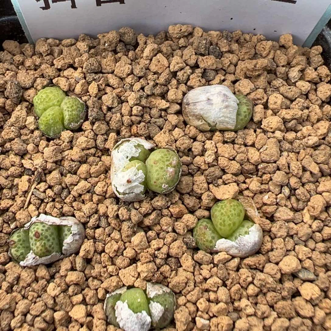 11-112草莓斑马多肉植物