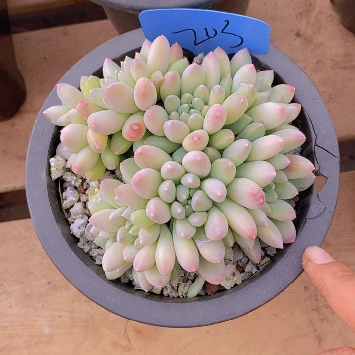 是不是要和他们吃饭，