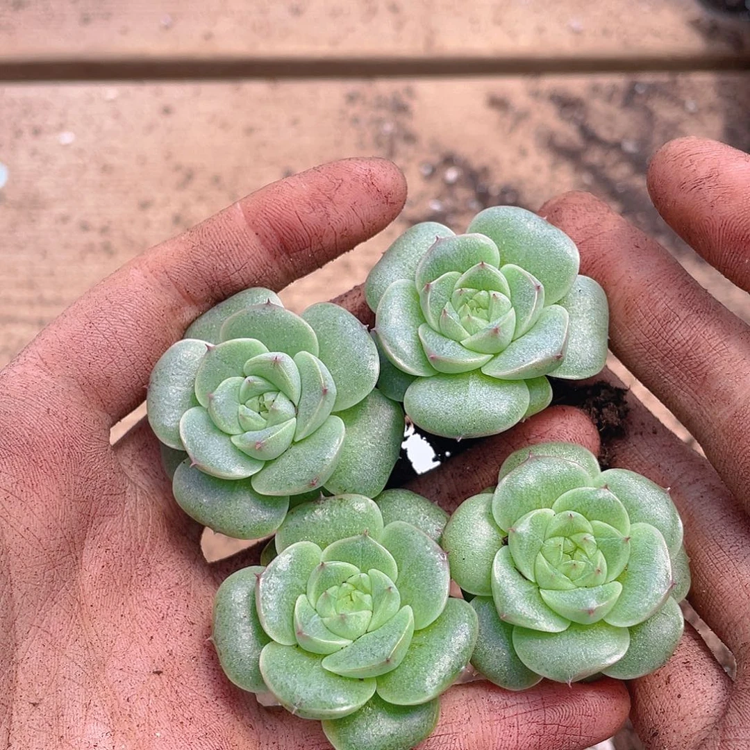 多肉植物多肉植物193