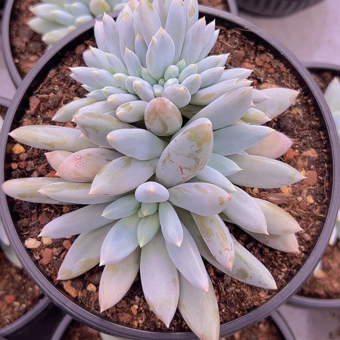 彩体哥特缀化111111
