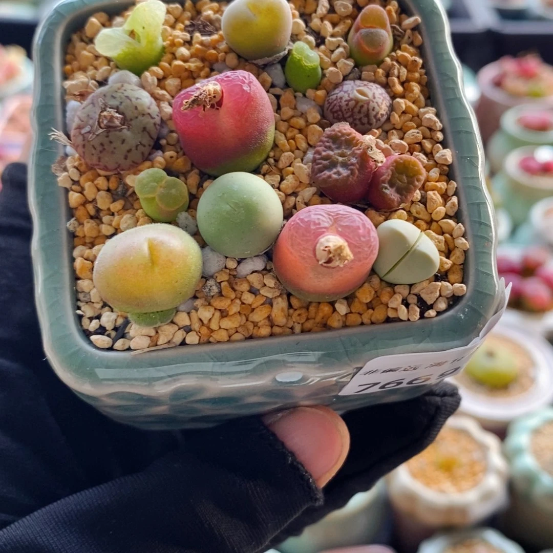 7669-- 一物一拍 带盆