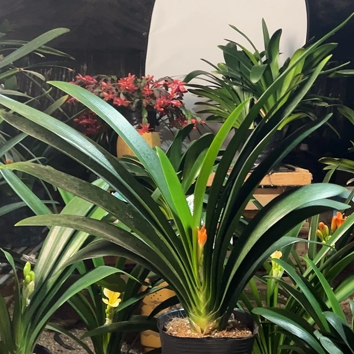 当前无花栽培后可以开花开花君子兰