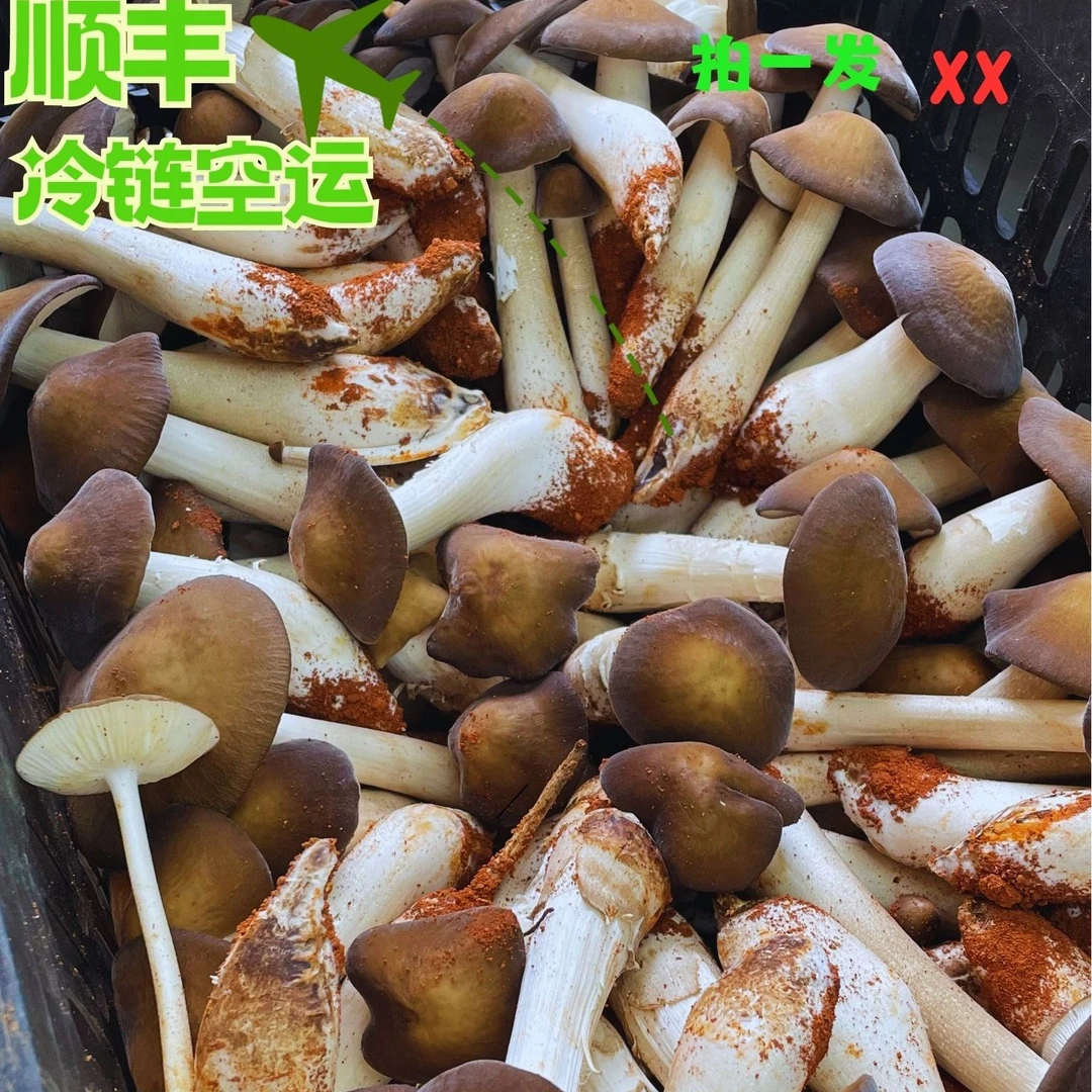 魔菇坊丨鲜鸡枞菌