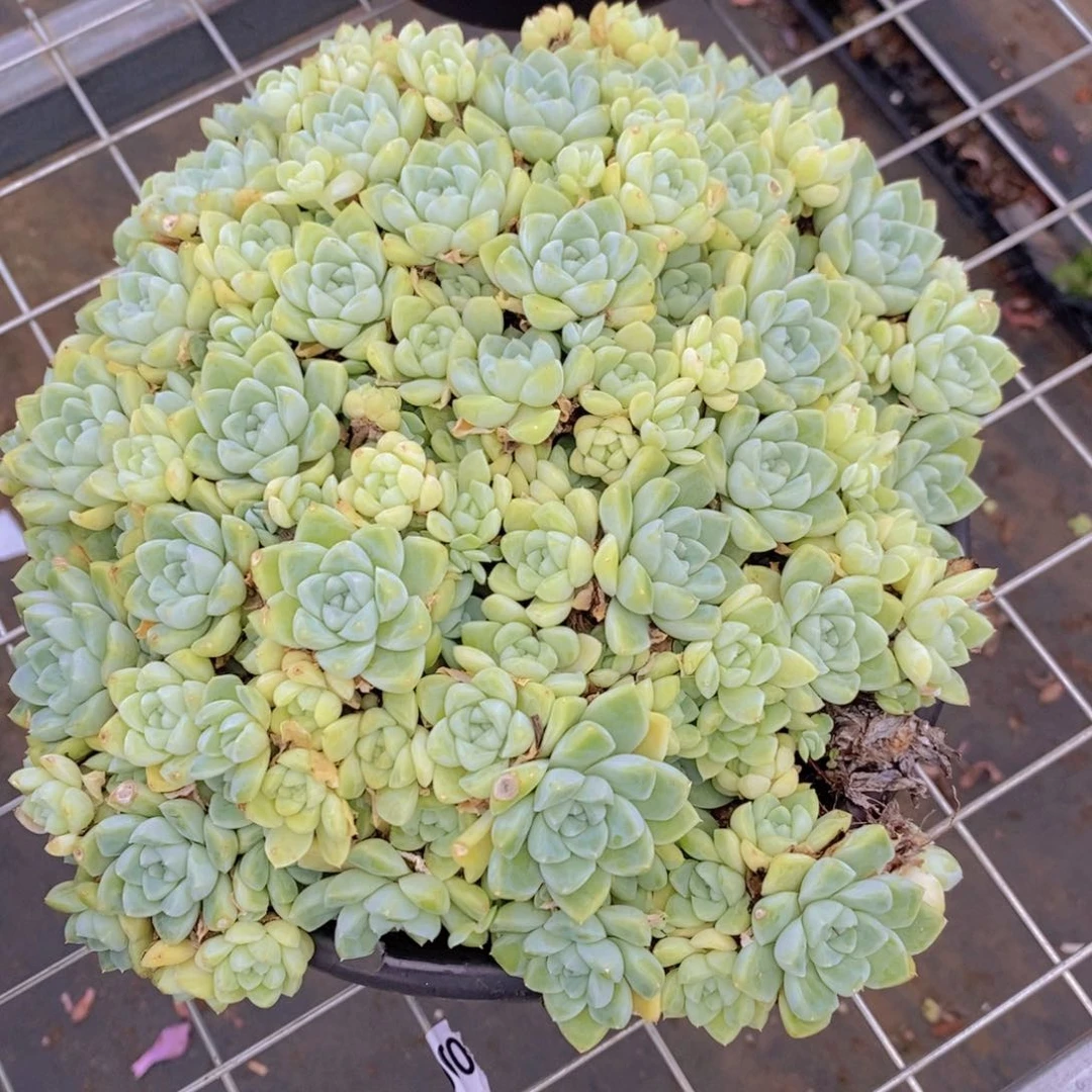 阿尔卑斯月影多头大盆群生带盆土