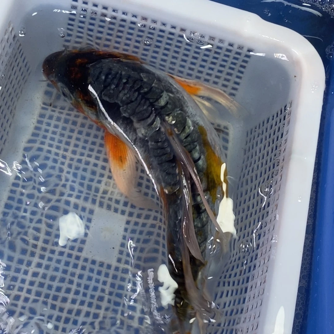 锦鲤冷水锦鲤包邮