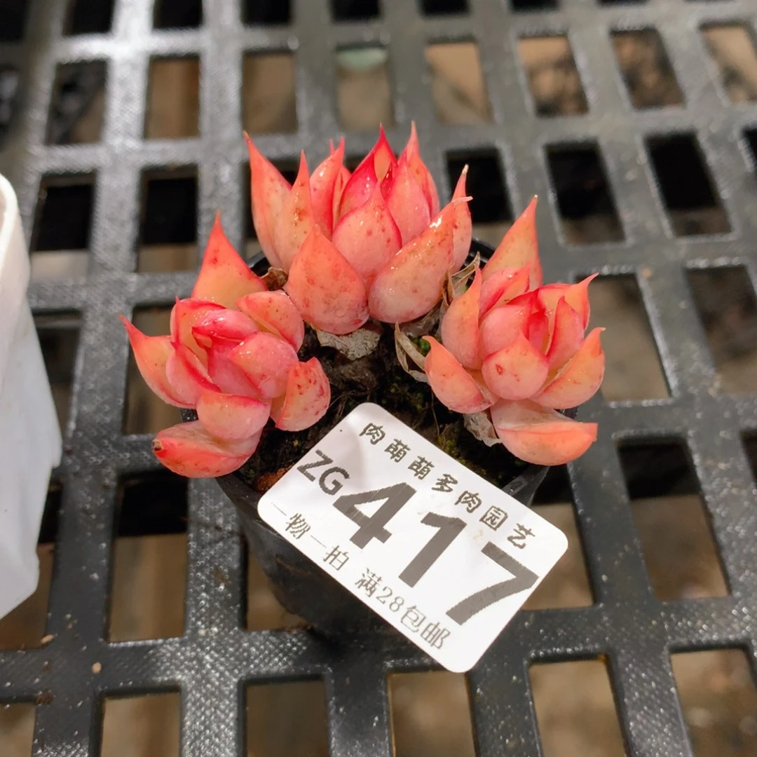 肉萌萌拇指盆精控多肉ZG417