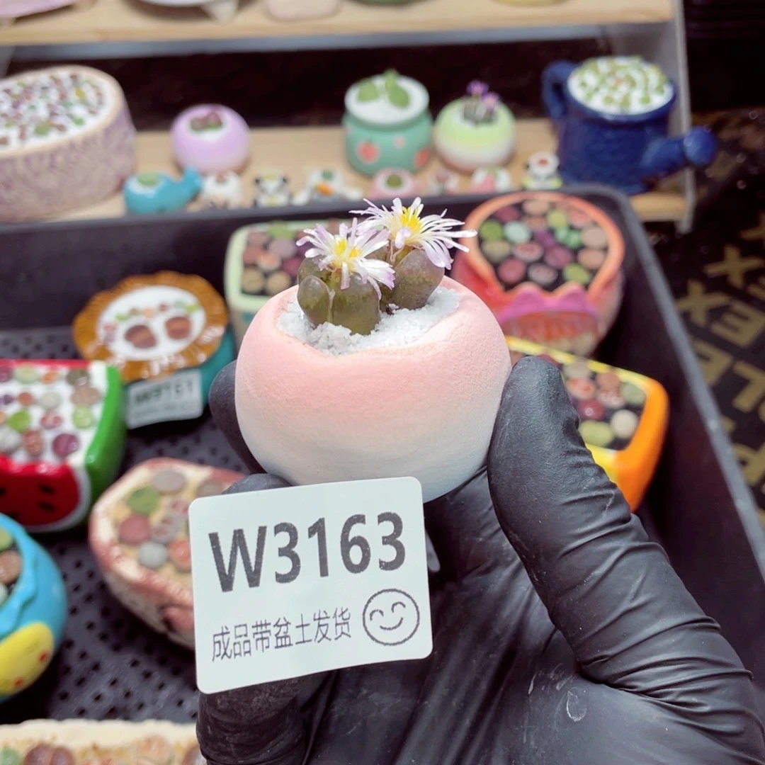 夜间零下地区拍保温箱w3163