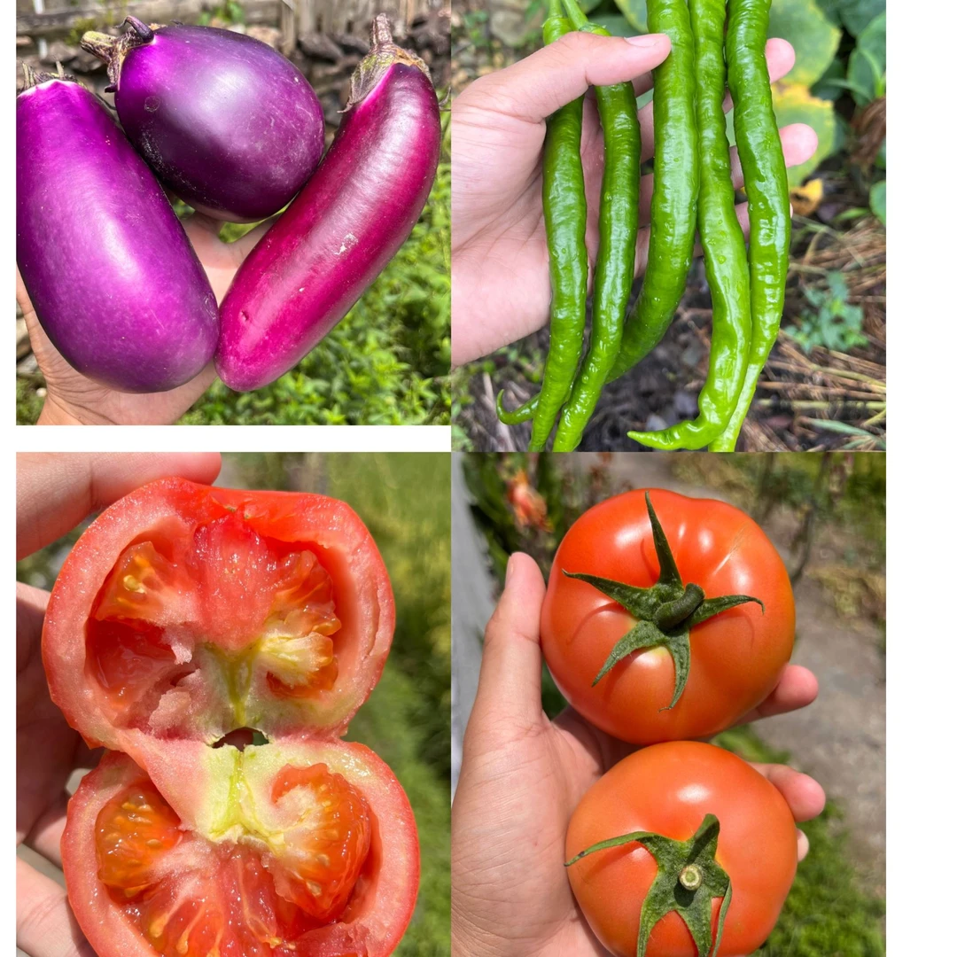 《顺丰包邮》西红柿 茄子 辣椒 新鲜蔬菜3-5斤混合装