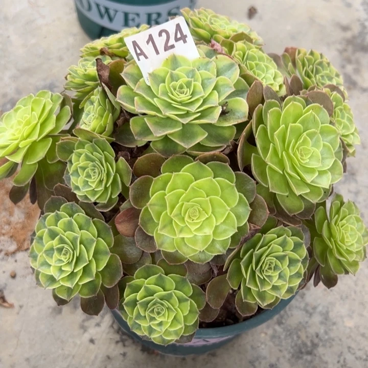 124雨荷23厘米左右