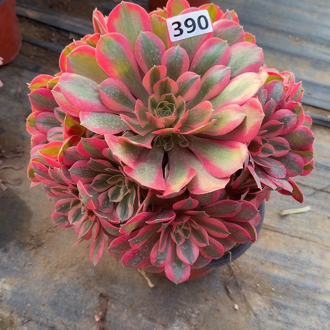 弯根女妖特价390号