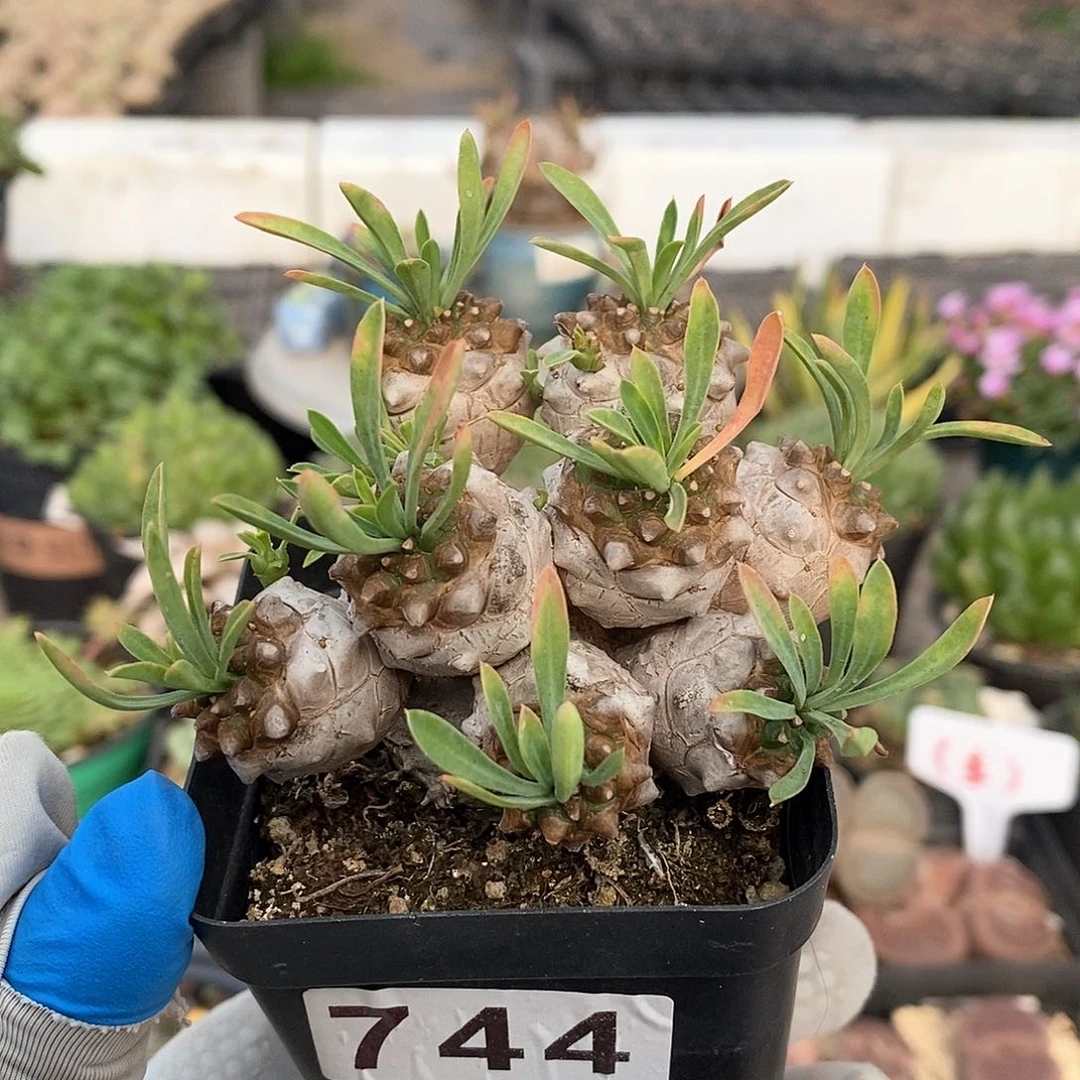 744 峨眉山块根 脱土