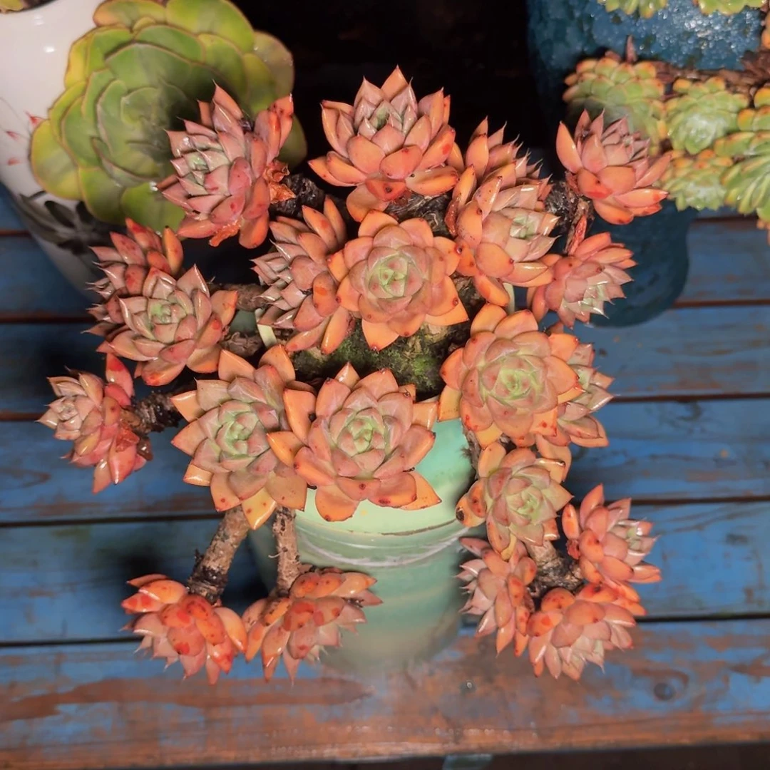 ****蒚多肉植物的生长发育