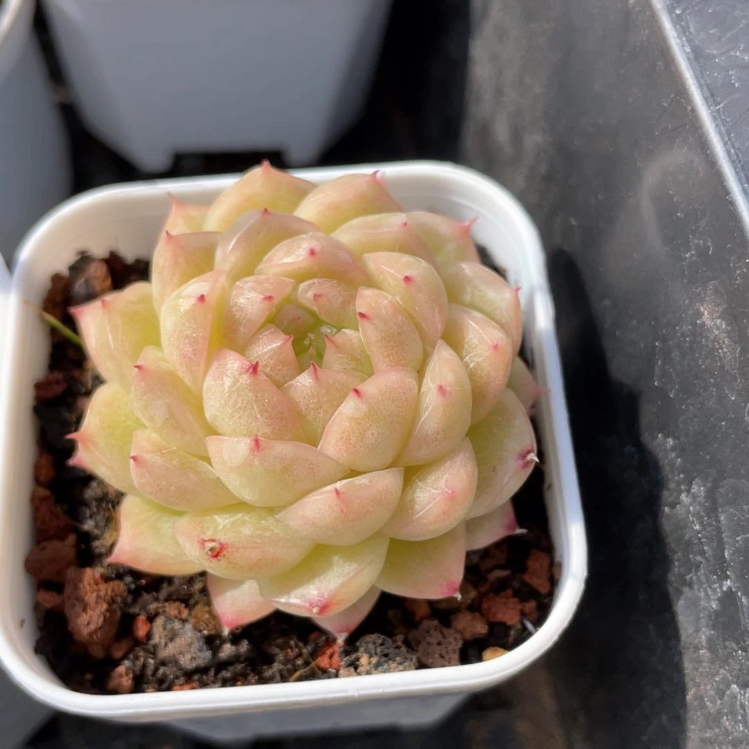 优选青莹麦杆1150