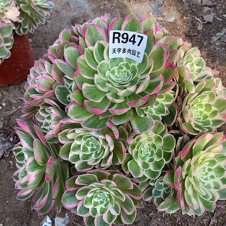 多肉植物孔雀玲947多肉