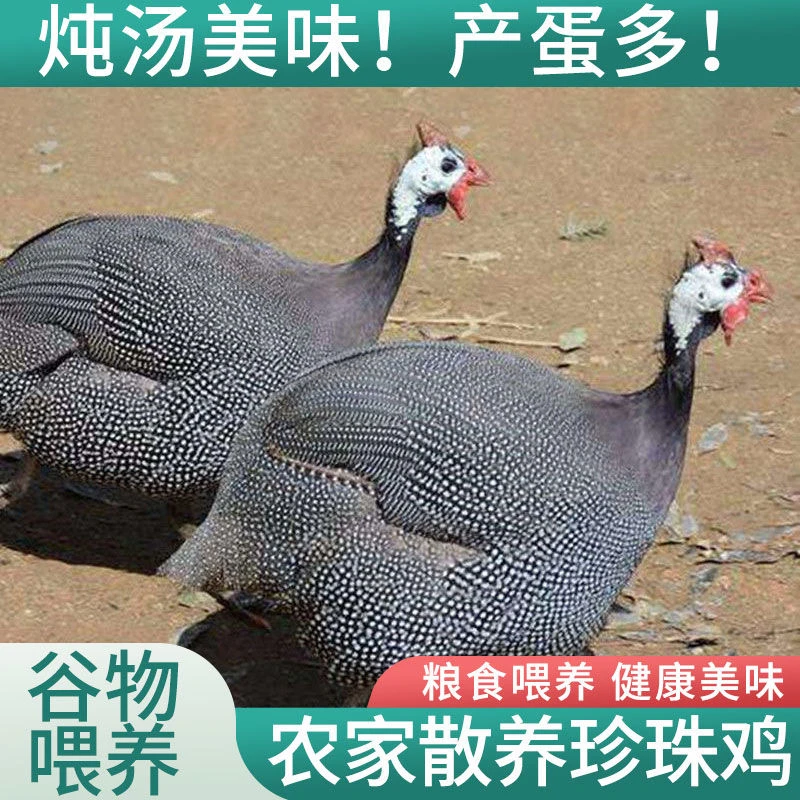 【买一送一】珍珠鸡 宠物鸡珍珠鸟 单只2斤左右 顺丰送到家 XF