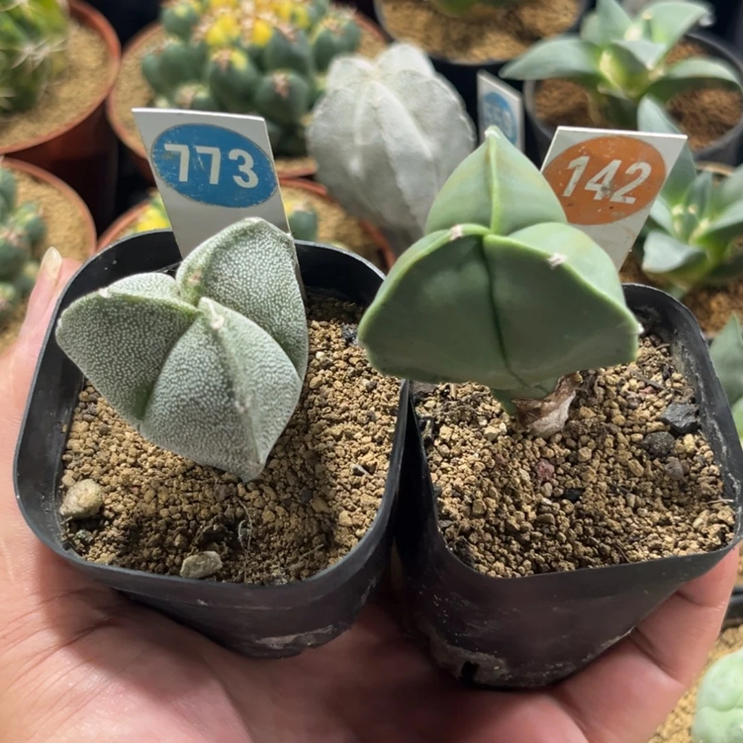 773、142三角鸾凤玉带盆