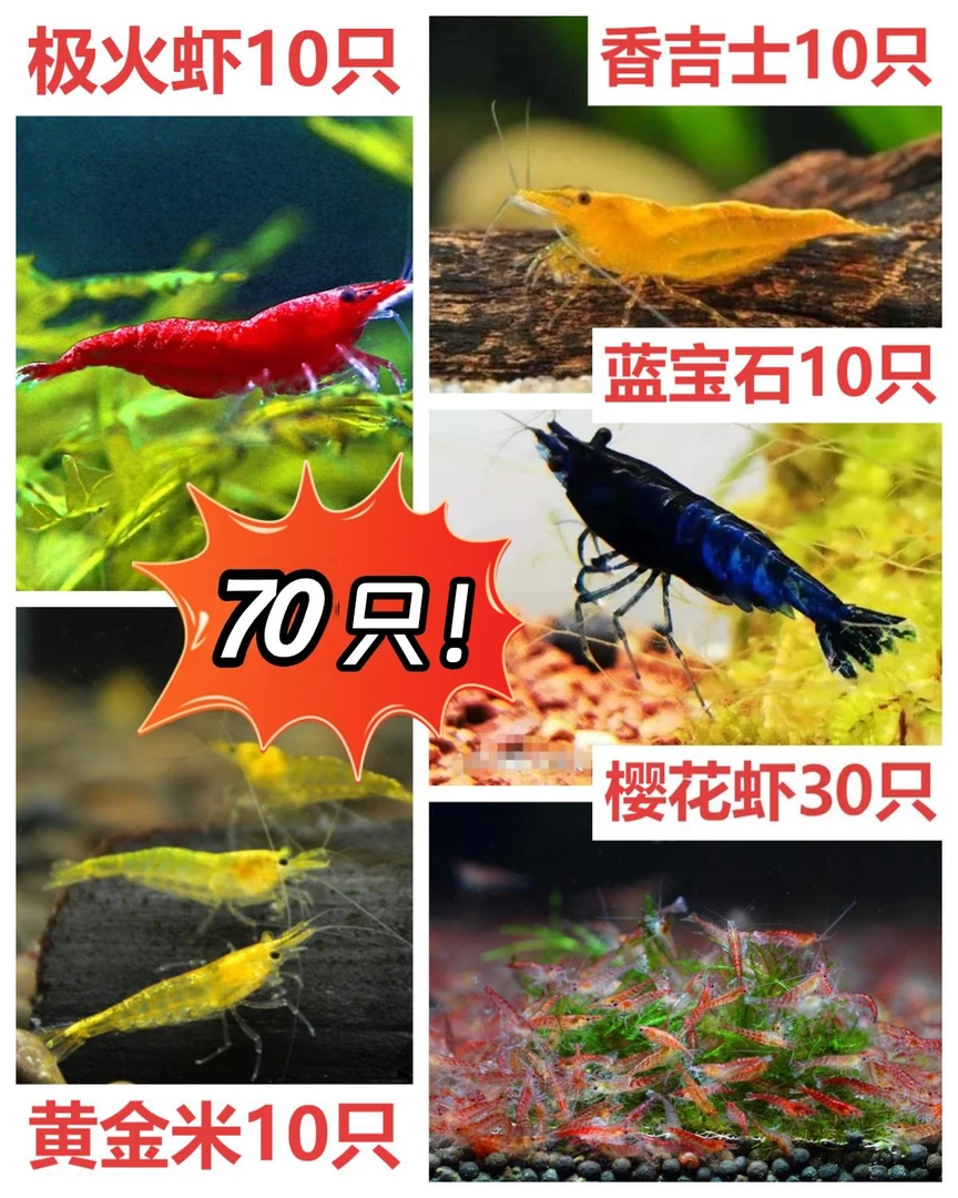观赏虾淡水耐活七彩混色米虾水草清洁鱼虾除藻黑壳宠物虾极火繁殖