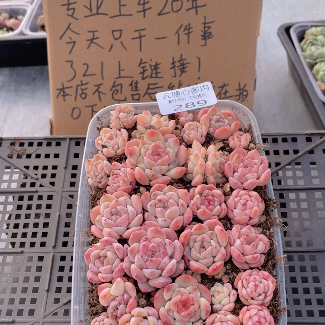 云糖心多肉植物289