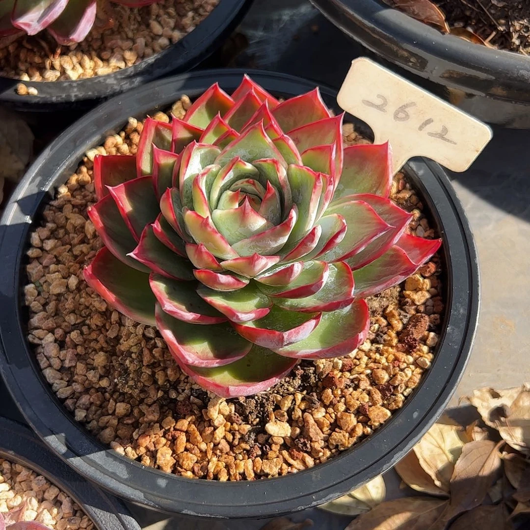 金***哩惊鸿仙子一物一拍2612号