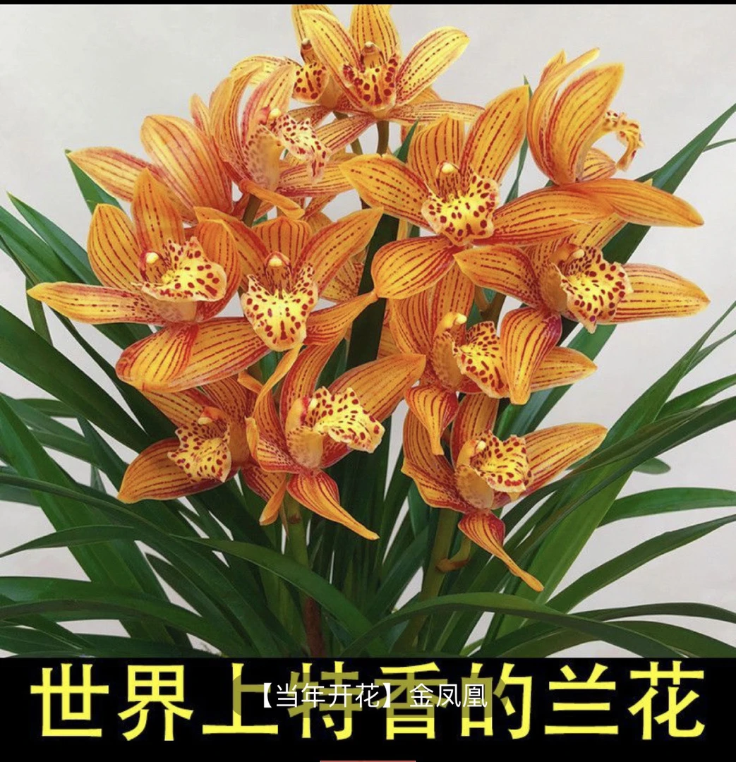 兰花直播间一物一拍链接