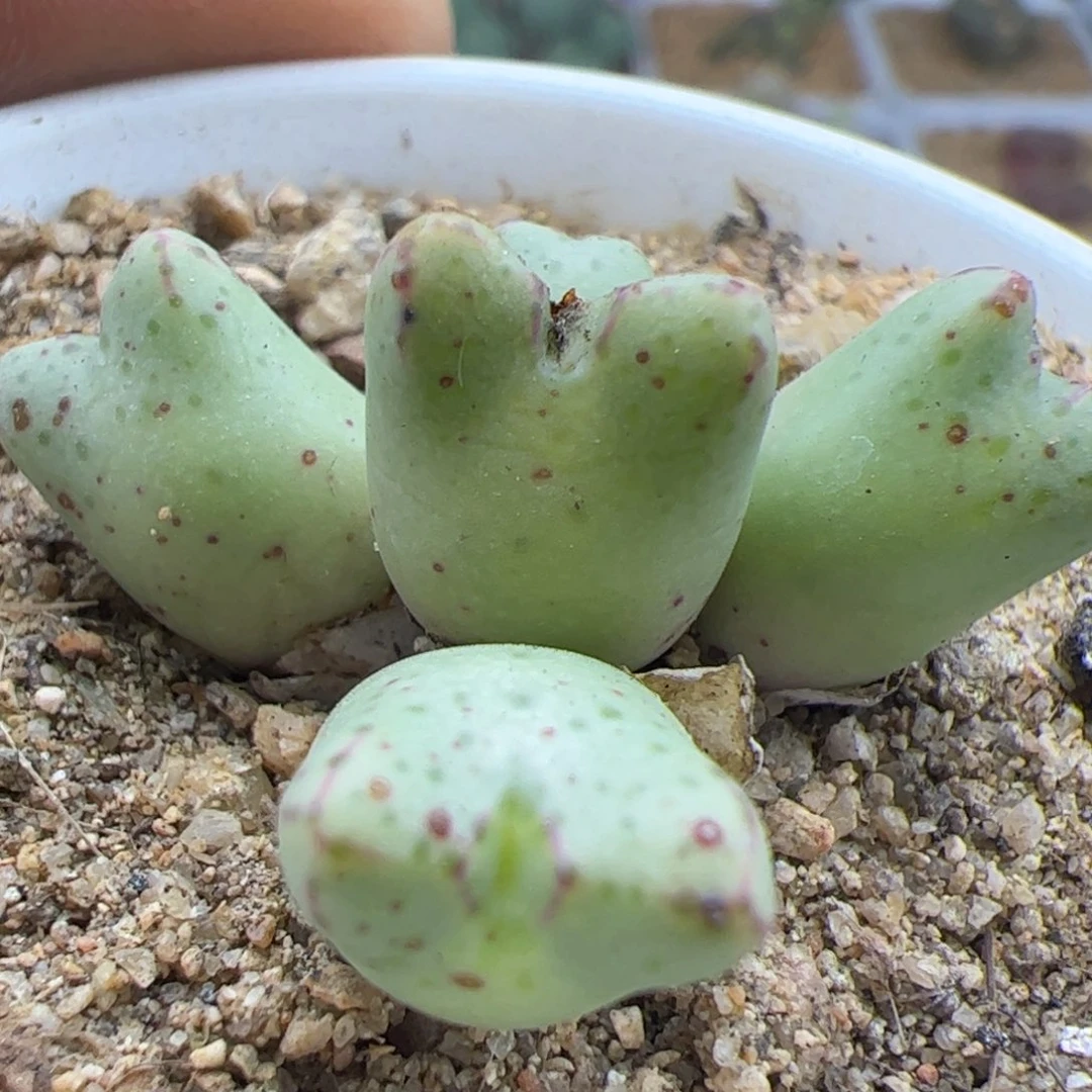 大家过年好22961