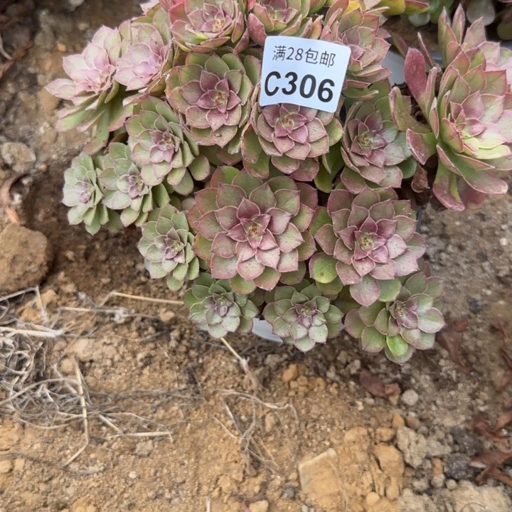 306 多肉植物不包断枝