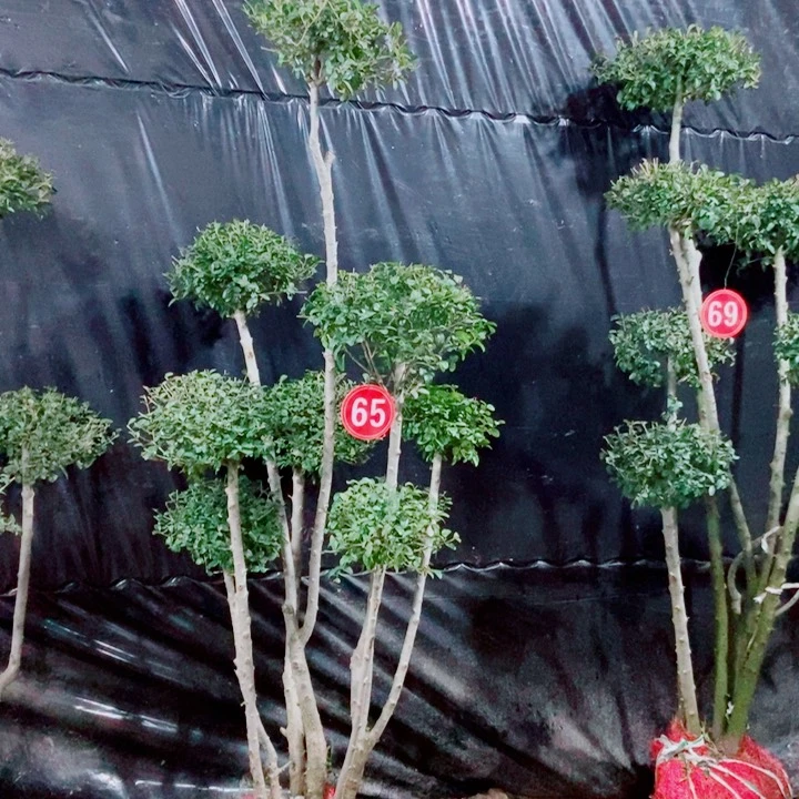 一物一图一物一拍