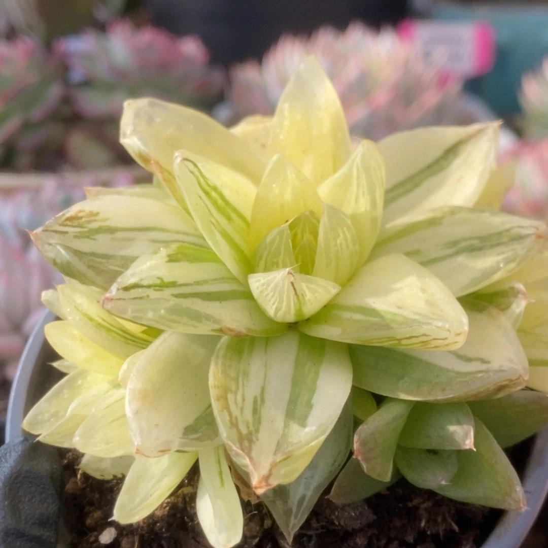 041金之华锦锦锦锦锦锦锦